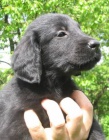 Prod�m �t���tka Flat Coated Retriever�