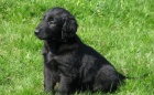 Prod�m �t���tka Flat Coated Retriever�