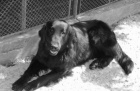 Prod�m �t���tka Flat Coated Retriever�
