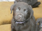 Labradorsk� retriever s PP- �okol�dov�