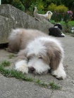 Bearded Collie - vz�cn� plav� �t���tka s PP