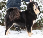 Tibetsk� doga - nab�z�me �t��ata s PP