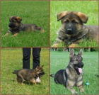 N�meck� ov��k �t��ata 