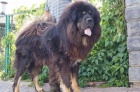 Tibetsk� doga zad�m �t��ata podzim/zima 2013/2014