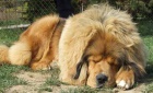 Tibetsk� doga zad�m �t��ata podzim/zima 2013/2014