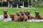 Rhod�sk� Ridgeback �t���tka s PP. 