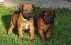 Rhod�sk� Ridgeback �t���tka s PP. 