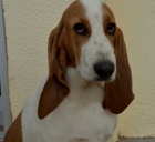 �V�CARSK� HONI� �t���tko