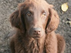 Flat coated retriever s PP - hn�d� �t���tka