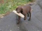 Flat coated retriever s PP - hn�d� �t���tka