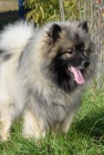 vl�� �pic , keeshond