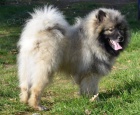 vl�� �pic , keeshond