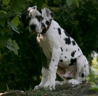 N�meck� doga s PP