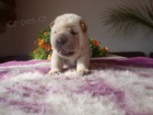 �arpej, Shar-pei