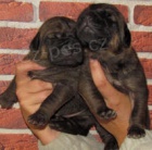 Tosa Inu - �t���tkka s PP 