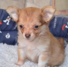 �ivava dlouhosrst�