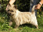 Cairn terri�r (Kernteri�r) s pp,�t���tka