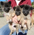 Belgick� ov��k tervueren