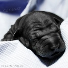 Thajsk� ridgeback - modr� a �ern� �t���tka