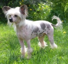 ��nsk� chocholat� pes nah��