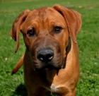 Tosa inu fene�ka s PP