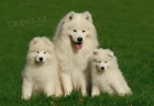 Samojed �t��ata s PP