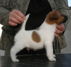 foxterier hladkosrst�