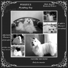 Malt�zsk� ps�k