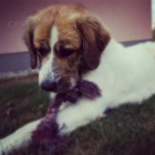 �esk� horsk� pes ke kryt�