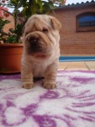 �arpej, Shar-pei