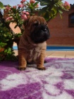 �arpej, Shar-pei