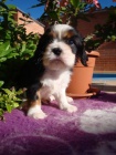 Kaval�r King Charles spaniel, KKCH�