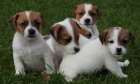 Jack Russell Teri�r - s PP