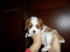 Kaval�r King Charles �pan�l