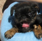 Belgick� grifonek a brabant�k s PP