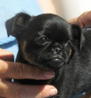 Belgick� grifonek a brabant�k s PP