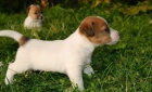 Jack Russell Teri�r