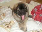 CHS - Leonberger �t��ata s PP