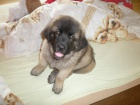 CHS - Leonberger �t��ata s PP