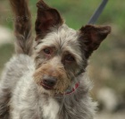 K��enec Bono hled� domov