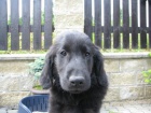 Prod�m �t���tka Flat Coated Retriever�