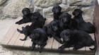 Prod�m �t���tka Flat Coated Retriever�