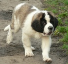 Bernard�n-�t��ata s PP