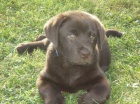 Labradorsk� retriever - �oko barva s PP
