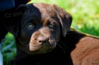 Labradorsk� retriever - �oko barva s PP