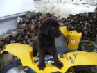 Labradorsk� retriever - �oko barva s PP