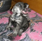 KN�RA� ST�EDN� PEP� A S�L