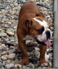 Anglick� buldok, English Bulldog, buldog
