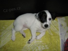 Jack Russell Teri�r