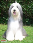 Bearded Collie - luxusn� pejsek vz�cn� barvy